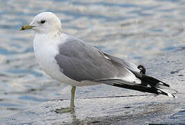 Common Gull