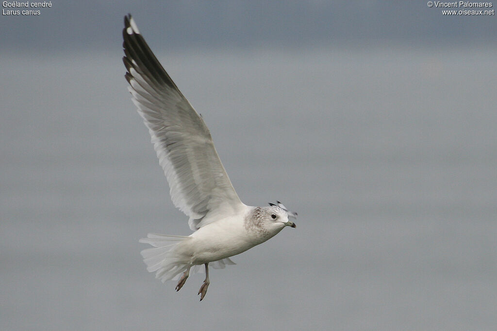 Common Gull