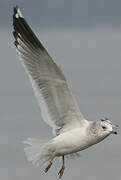 Mew Gull