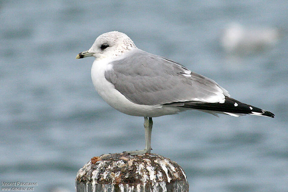 Common GullThird  year, identification