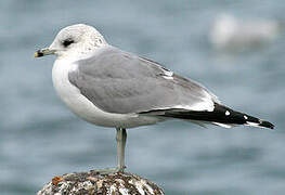 Common Gull