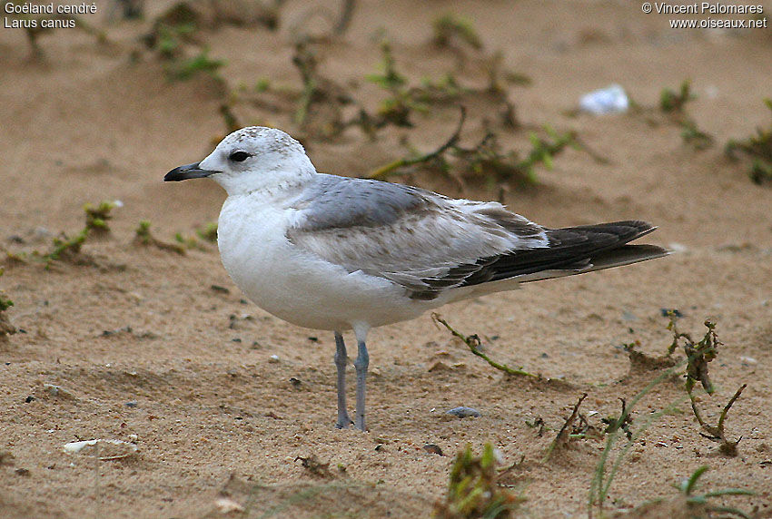 Mew Gull