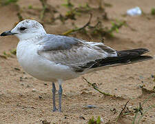 Mew Gull