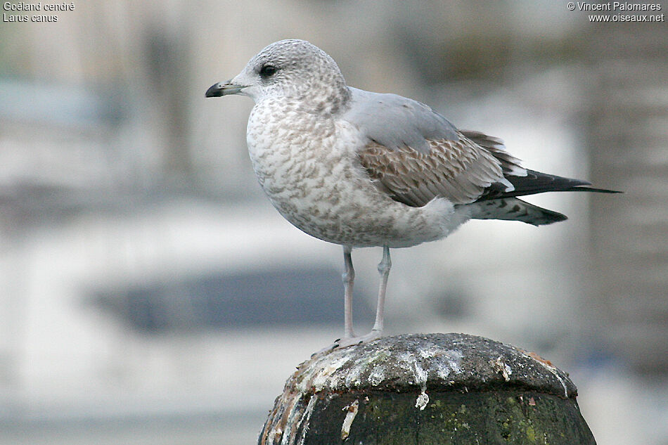 Goéland cendré