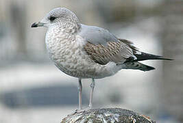 Mew Gull