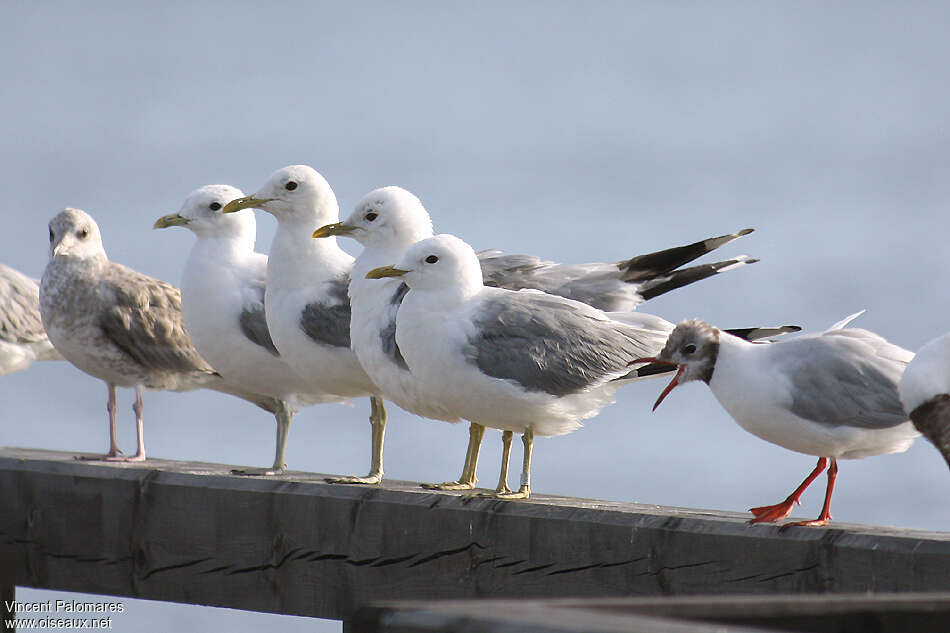 Mew Gull, Behaviour