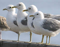 Common Gull