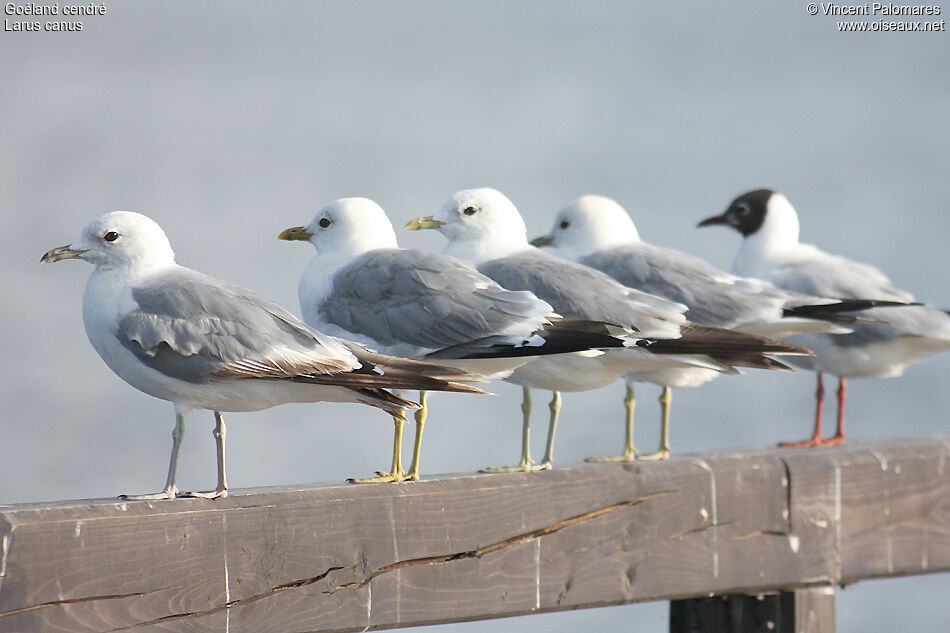 Mew Gull