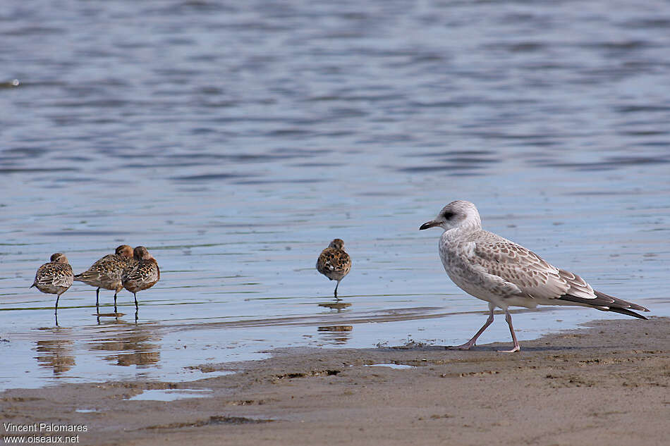 Goéland cendréjuvénile, identification