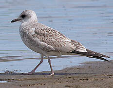 Common Gull