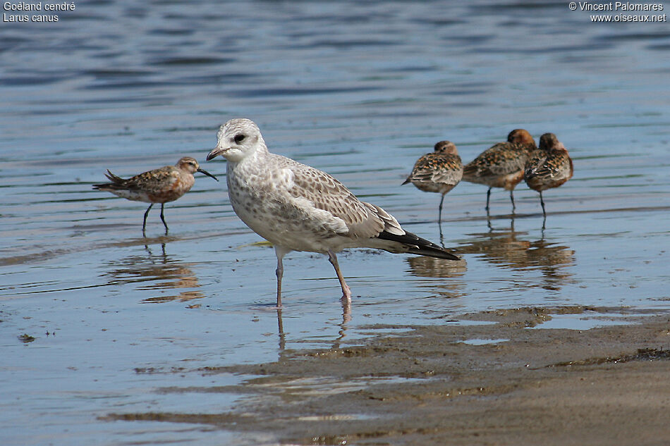 Common Gulljuvenile