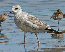 Common Gull