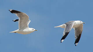 Common Gull