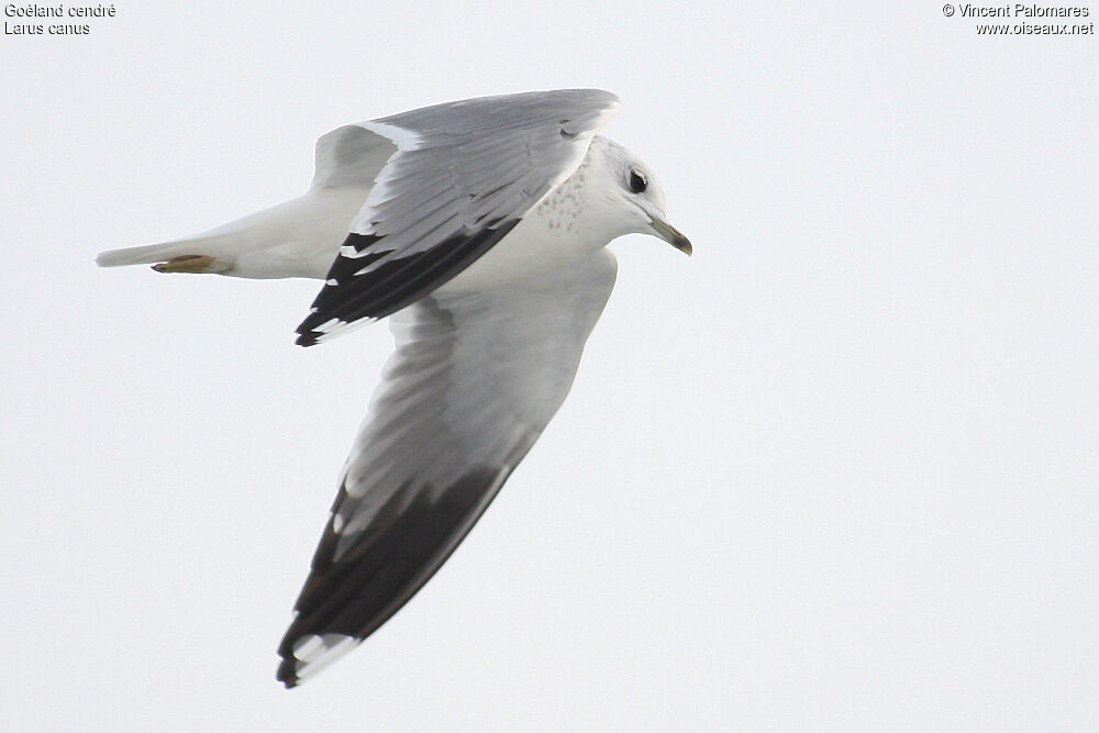 Mew Gull