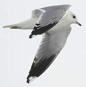 Common Gull