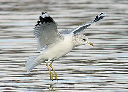 Common Gull