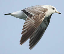 Common Gull