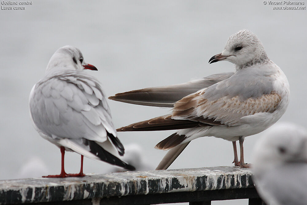 Common GullFirst year