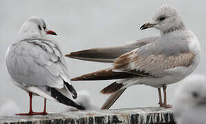 Common Gull