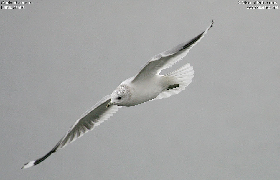 Mew Gull