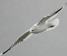 Common Gull