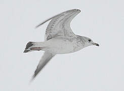 Common Gull