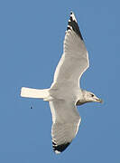 Mew Gull