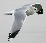 Mew Gull