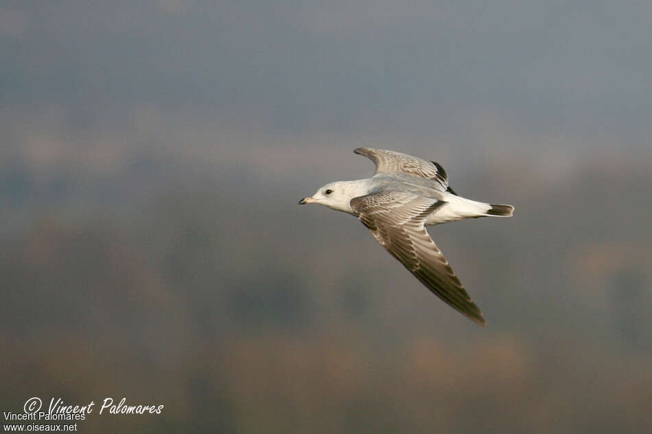 Mew GullSecond year, identification