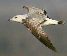 Common Gull