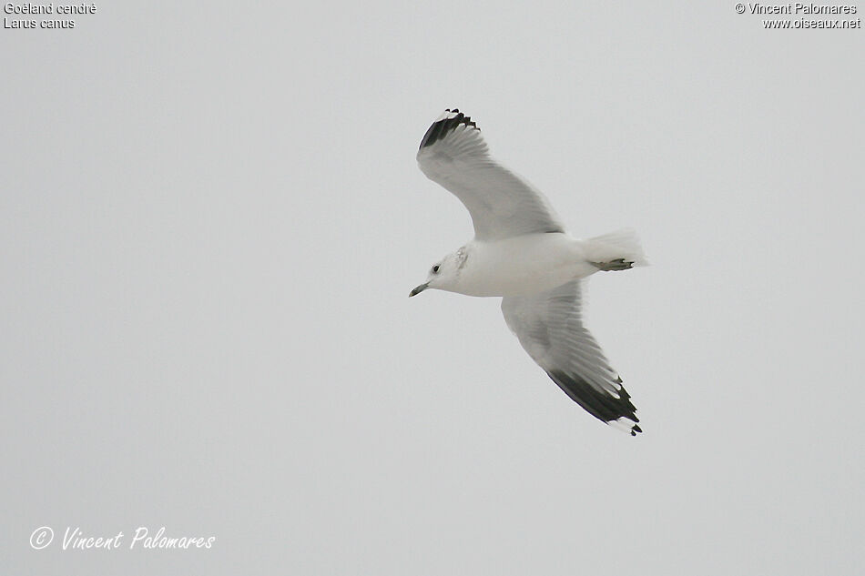 Common GullThird  year
