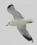 Common Gull