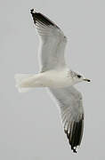 Mew Gull