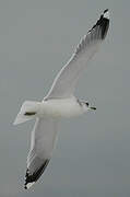 Mew Gull