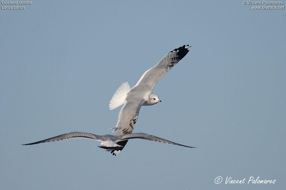Common GullThird  year