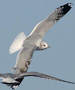 Mew Gull