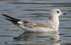 Common Gull