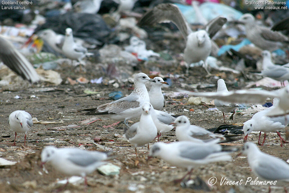 Common GullSecond year