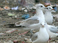 Common Gull