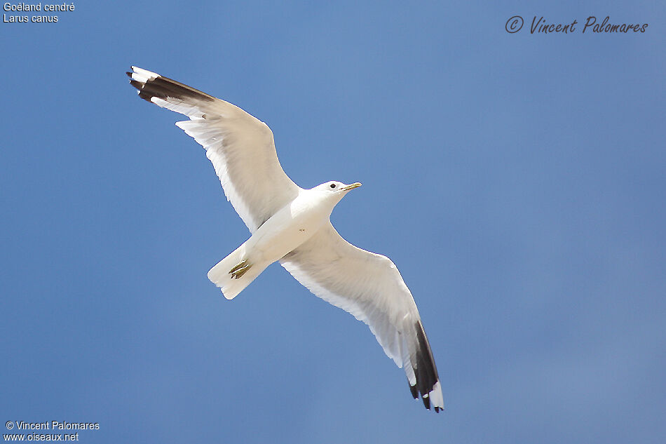 Mew Gull