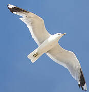 Common Gull