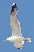 Common Gull