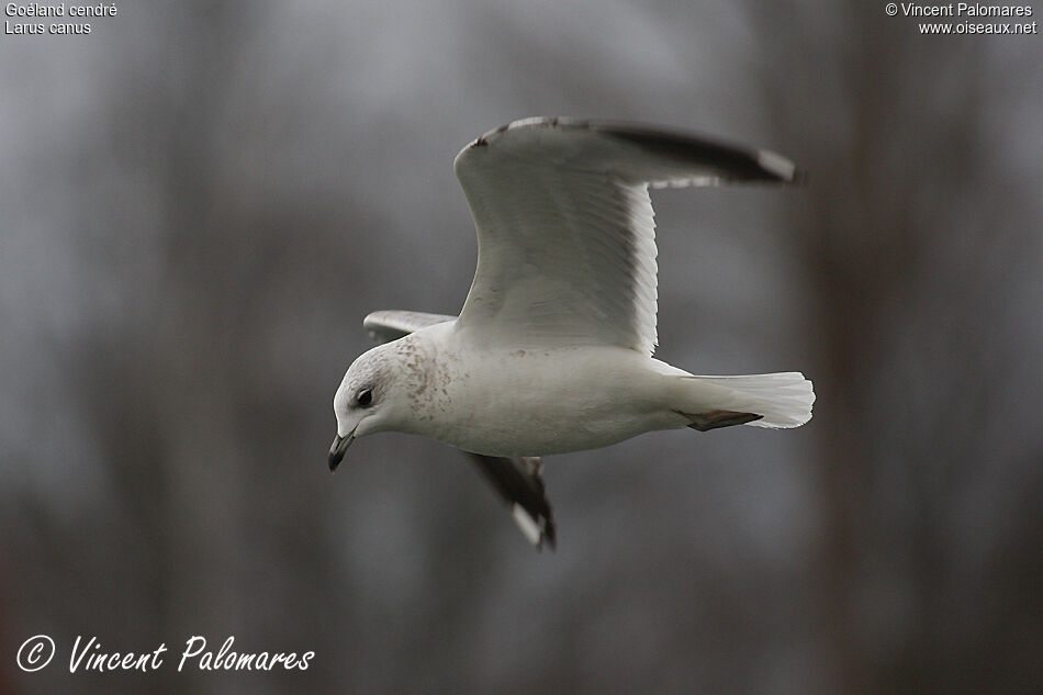 Common GullThird  year