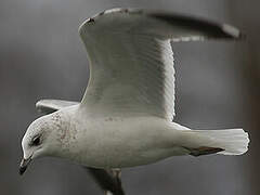 Common Gull