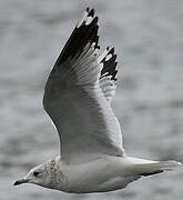 Common Gull