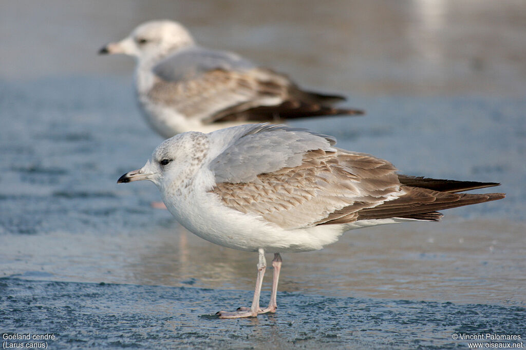 Common GullSecond year