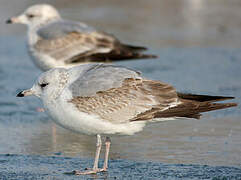 Common Gull