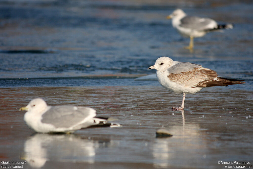 Common GullSecond year