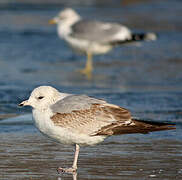 Common Gull