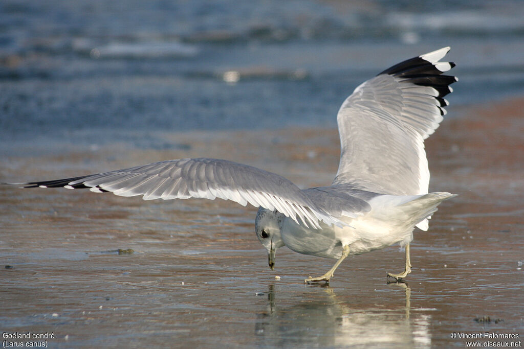 Common Gulladult post breeding